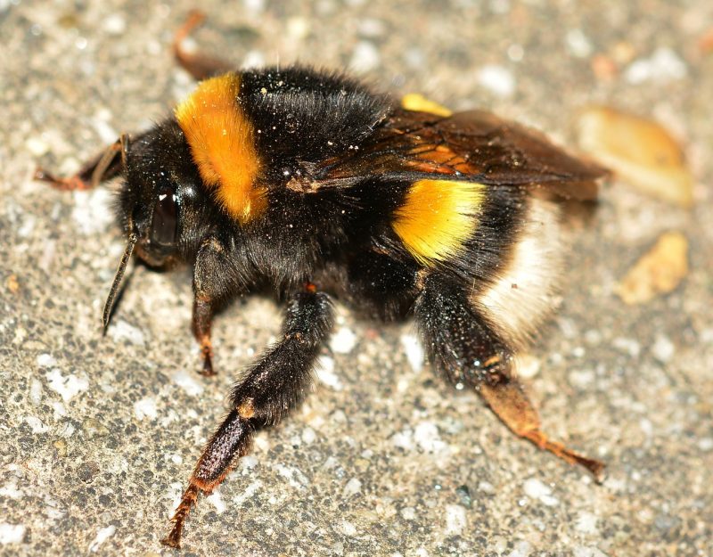  muutos verkkolehti Suomen Luonto
